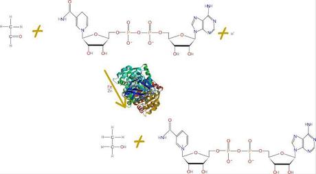 Fermentación alcohólica
