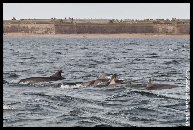 Delfines Chanorny Point (Escocia)