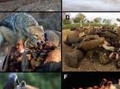 grandes tiburones blancos sólo matan para comer