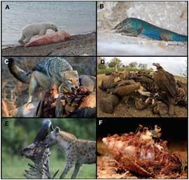 ejemplos de animales carroneros