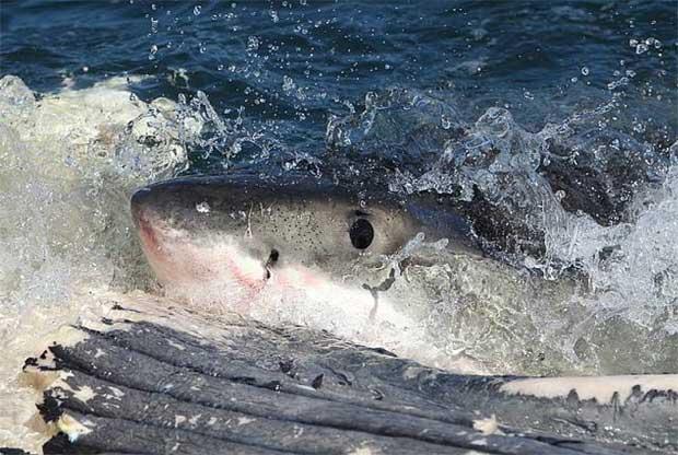 tiburón blanco comiendo carroña de ballena