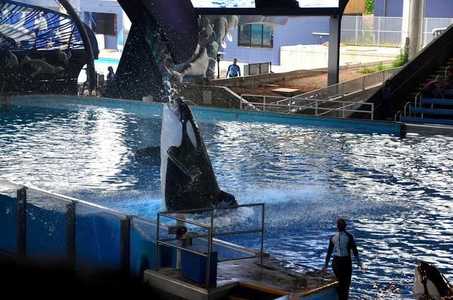 De excursión a Sea World