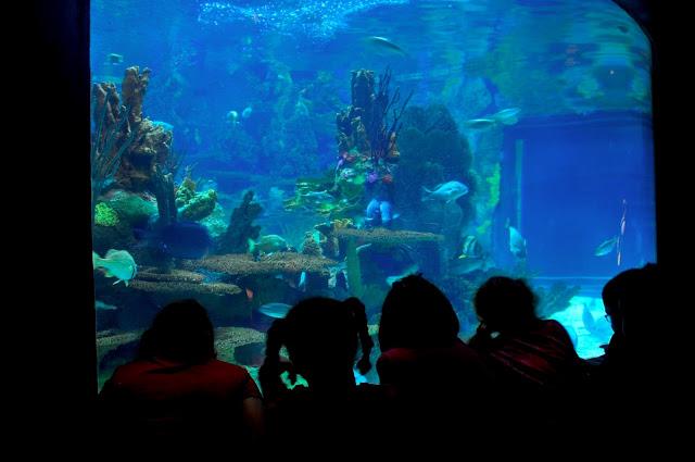 De excursión a Sea World