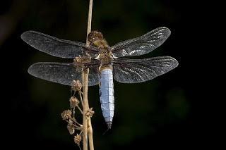 Libellula depressa (Linnaeus, 1758) Libélula de vientre plano
