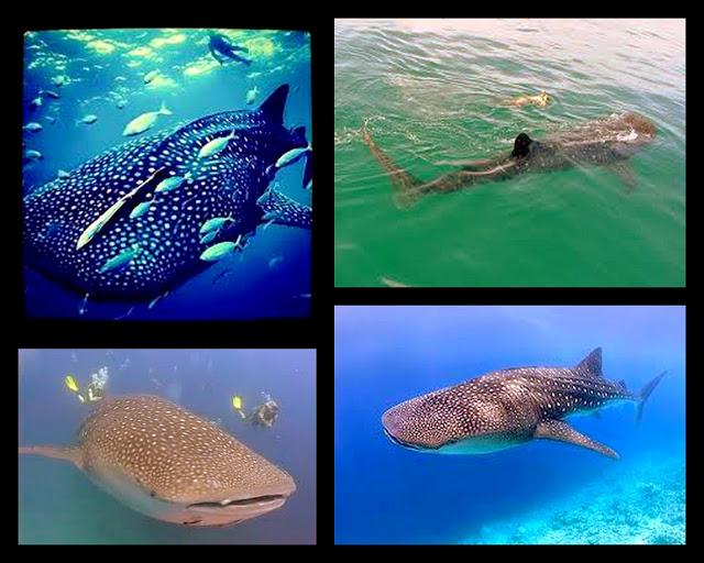 Holbox, escapada al paraíso