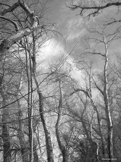 Soto del Canal Imperial de Aragón.