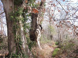 Soto del parque de Plaza, Zaragoza.
