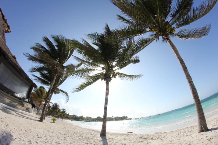 PALM TREES CARIBBEAN