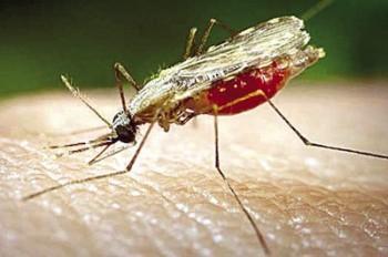 Drogas estatinas combaten los efectos de la malaria