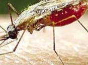 Medicamentos estatinas combaten efectos malaria