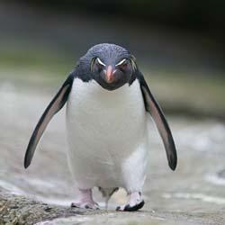 pinguino-mosqueado