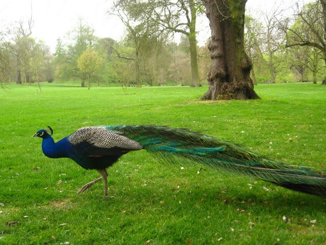 Kew gardens: el paraíso en la otra esquina