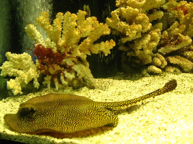 Kew gardens: el paraíso en la otra esquina