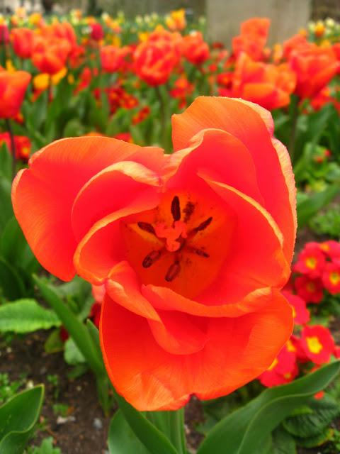 Kew gardens: el paraíso en la otra esquina