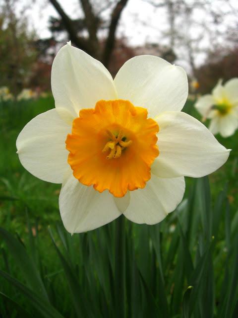 Kew gardens: el paraíso en la otra esquina
