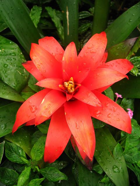 Kew gardens: el paraíso en la otra esquina