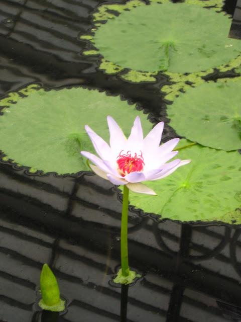 Kew gardens: el paraíso en la otra esquina