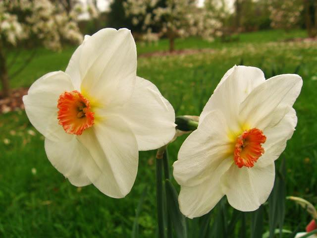 Kew gardens: el paraíso en la otra esquina