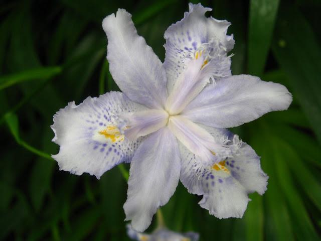 Kew gardens: el paraíso en la otra esquina
