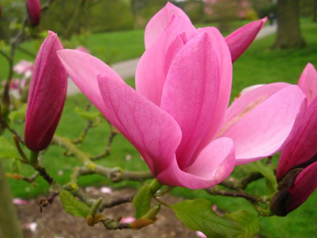 Kew gardens: el paraíso en la otra esquina