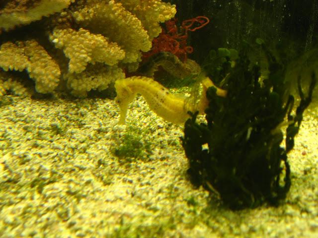 Kew gardens: el paraíso en la otra esquina