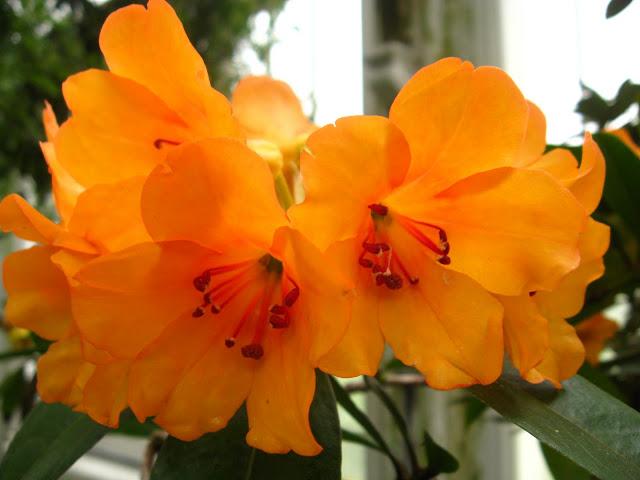 Kew gardens: el paraíso en la otra esquina