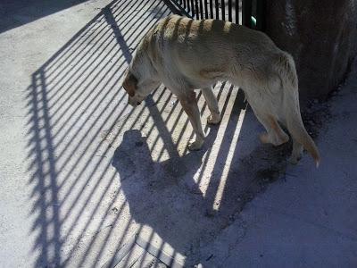 URGENTISIMO!!  En la calle atropellado y en un polígono. (Jaen)