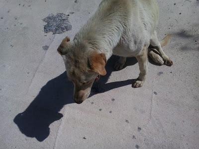 URGENTISIMO!!  En la calle atropellado y en un polígono. (Jaen)