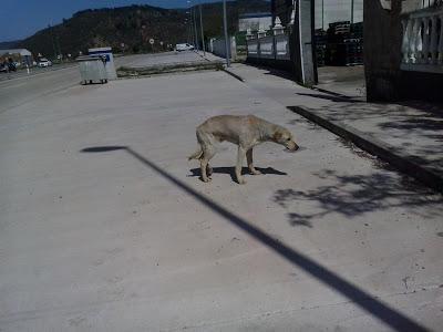 URGENTISIMO!!  En la calle atropellado y en un polígono. (Jaen)