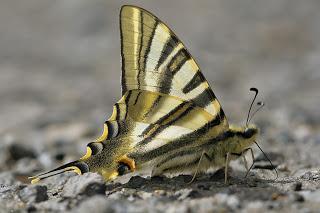 Para ampliar Iphiclides podalirius ssp. feisthamelii (Duponchel, 1832) hacer clic