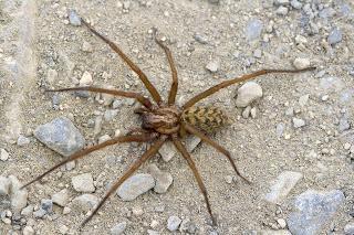 Para ampliar Tegenaria atrica (Koch, C. L., 1843) hacer clic