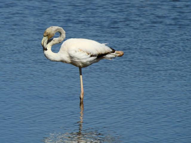 ABRIL DEL 2013 EN EL DELTA DEL EBRO 1ª