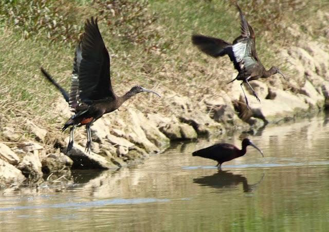 ABRIL DEL 2013 EN EL DELTA DEL EBRO 1ª