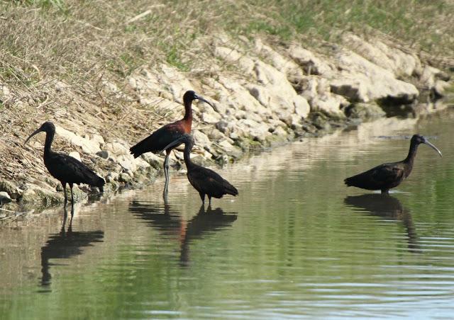 ABRIL DEL 2013 EN EL DELTA DEL EBRO 1ª