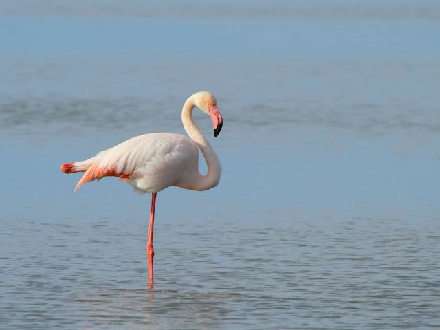 ABRIL DEL 2013 EN EL DELTA DEL EBRO 1ª