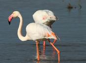 ABRIL 2013 DELTA EBRO