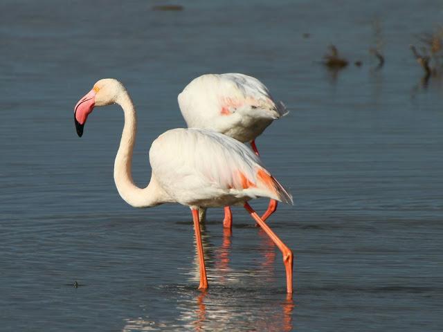 ABRIL DEL 2013 EN EL DELTA DEL EBRO 1ª