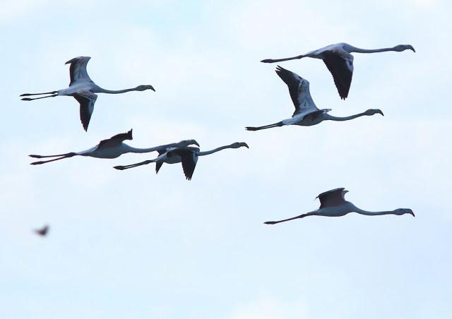 ABRIL DEL 2013 EN EL DELTA DEL EBRO 1ª