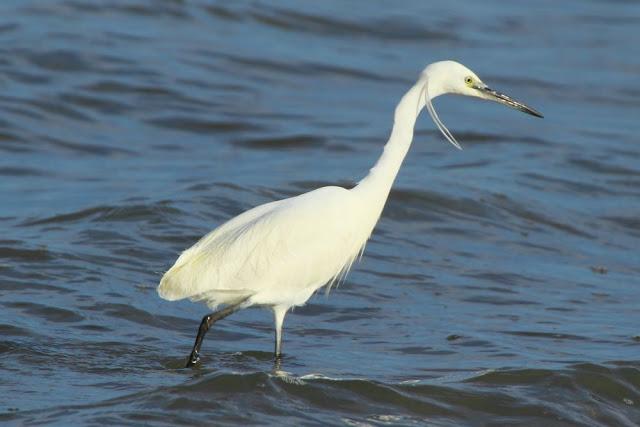 ABRIL DEL 2013 EN EL DELTA DEL EBRO 1ª