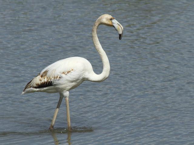 ABRIL DEL 2013 EN EL DELTA DEL EBRO 1ª