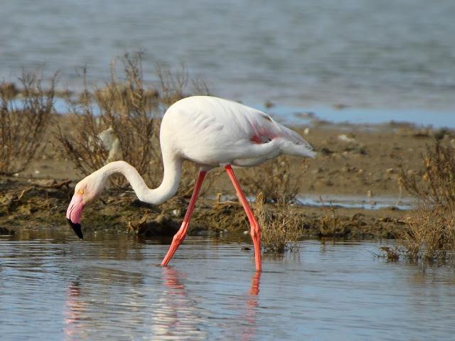 ABRIL DEL 2013 EN EL DELTA DEL EBRO 1ª