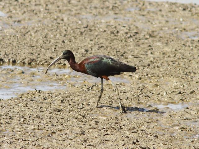ABRIL DEL 2013 EN EL DELTA DEL EBRO 1ª