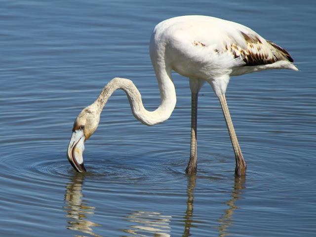 ABRIL DEL 2013 EN EL DELTA DEL EBRO 1ª