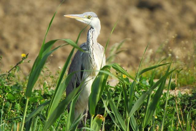 ABRIL DEL 2013 EN EL DELTA DEL EBRO 1ª