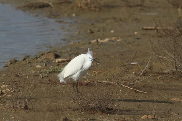 ABRIL DEL 2013 EN EL DELTA DEL EBRO 1ª