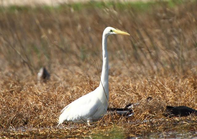 ABRIL DEL 2013 EN EL DELTA DEL EBRO 1ª