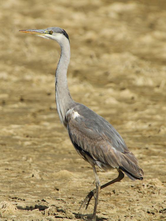 ABRIL DEL 2013 EN EL DELTA DEL EBRO 1ª