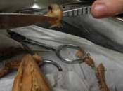 Investigadores recurren picos calamar busca inspiración médica