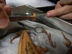 análisis de un pico de calamar