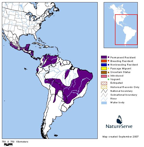 Fiofío corona dorada (Greenish Elaenia) Fiofío corona dorada (Greenish Elaenia)